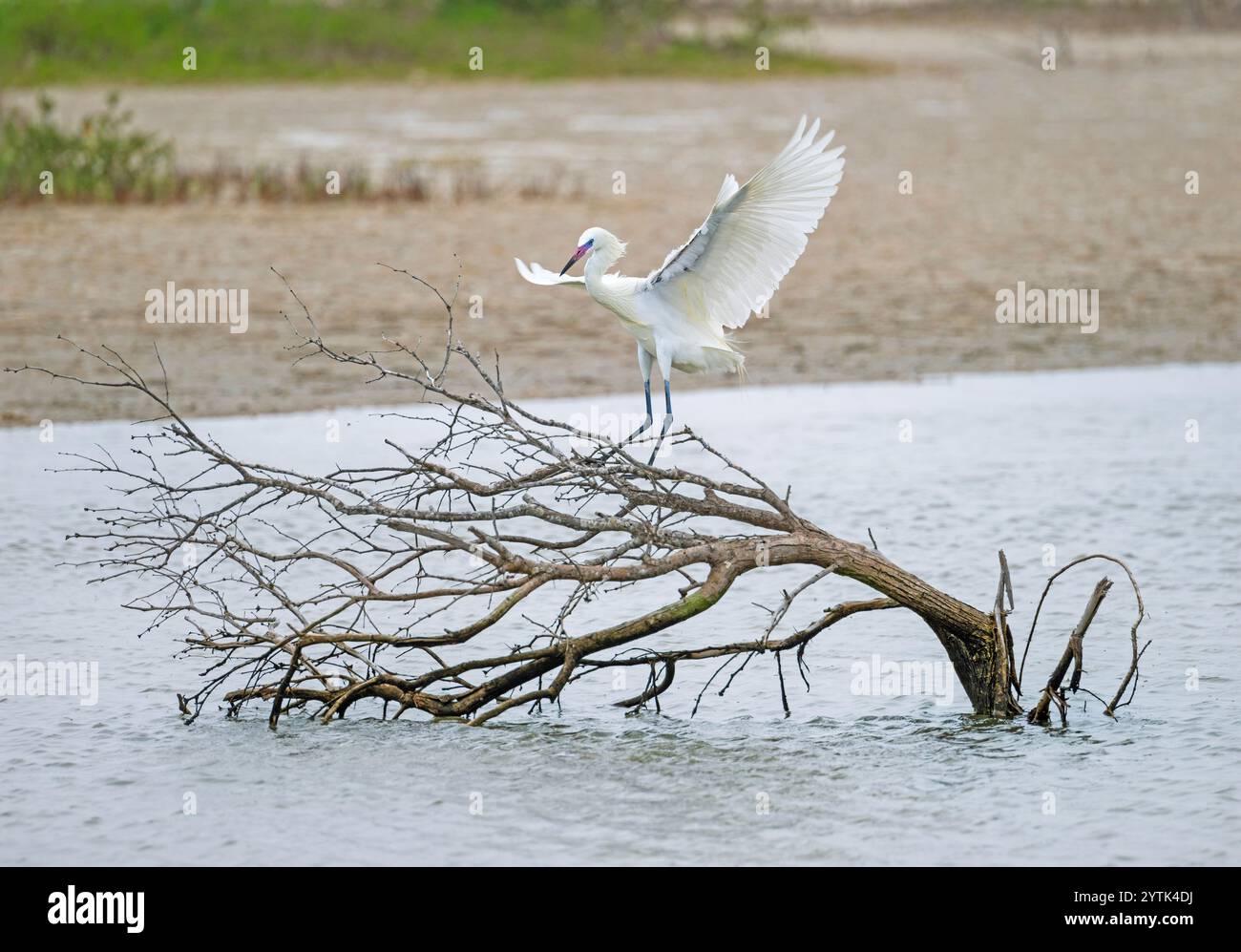 Egret rossastro nei White Morph Colors vicino a Port Aransas Texas Foto Stock