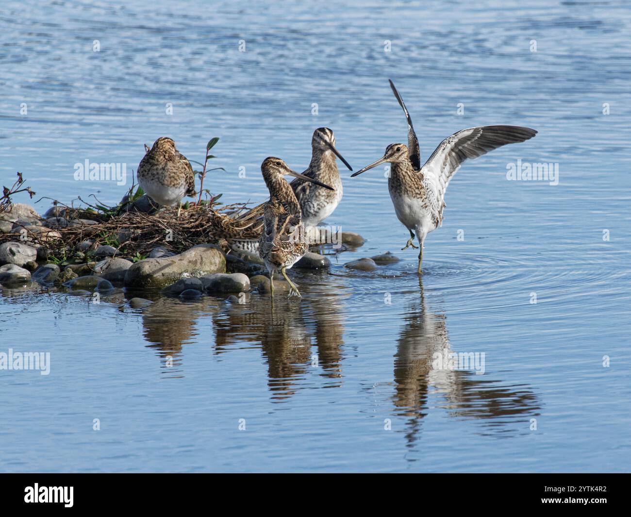 Un cecchino comune (Gallinago gallinago) che viene inseguito da una piccola isola in un lago d'acqua dolce, mentre altri due lo minacciano, Gloucestershire, Regno Unito, ottobre. Foto Stock