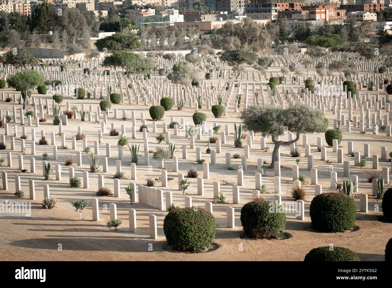 Una vista solenne del Cimitero di guerra di El Alamein, con lapidi allineate in modo ordinato circondate da piante desertiche , che commemorano i soldati britannici della seconda guerra mondiale. Foto Stock