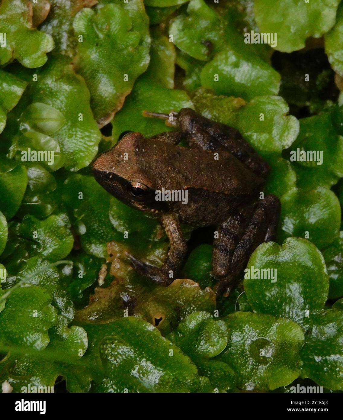 Rana italiana (Rana italica) Foto Stock