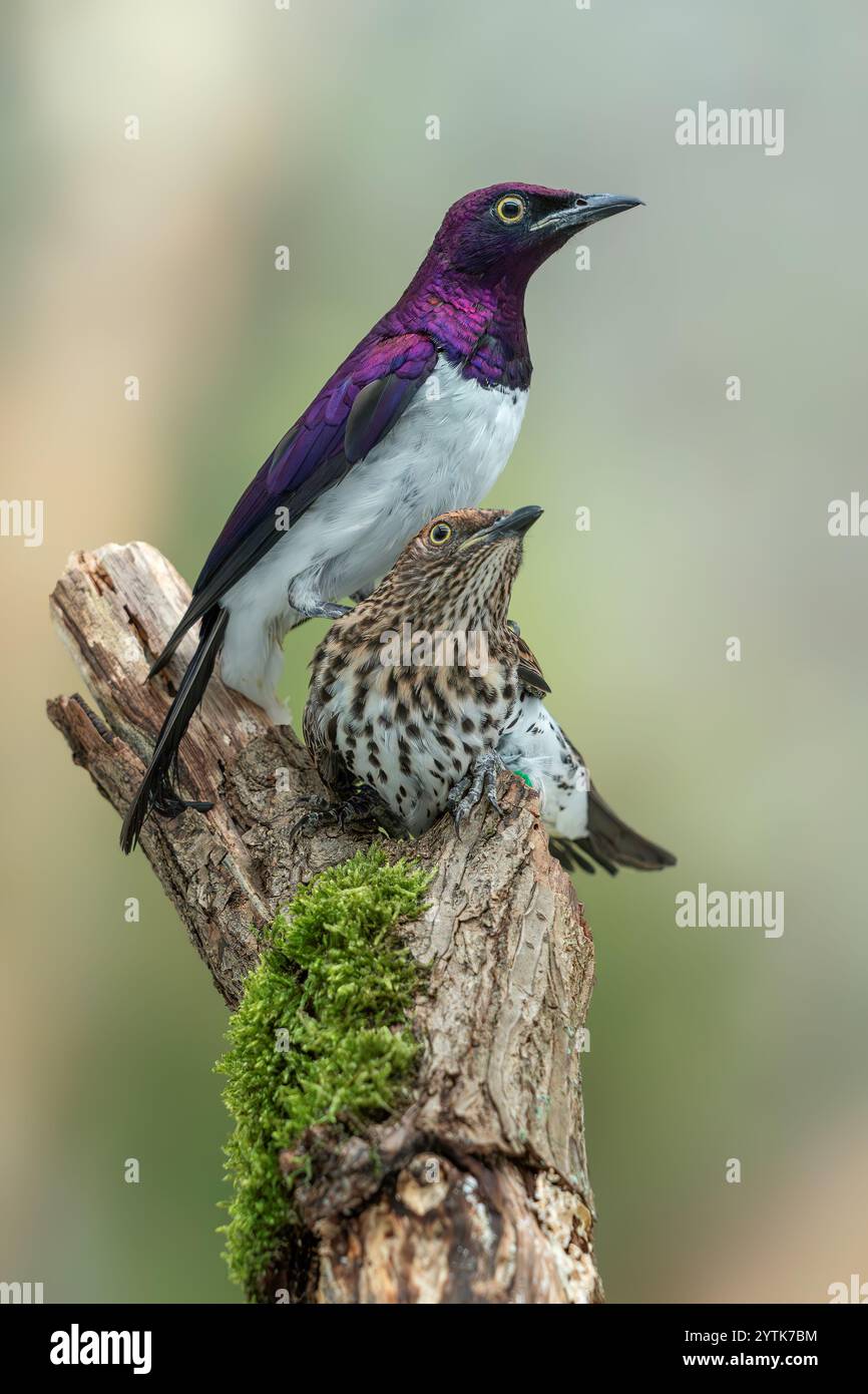 Leucogaster Starling Cinnyricinclus supportato da Violet Foto Stock