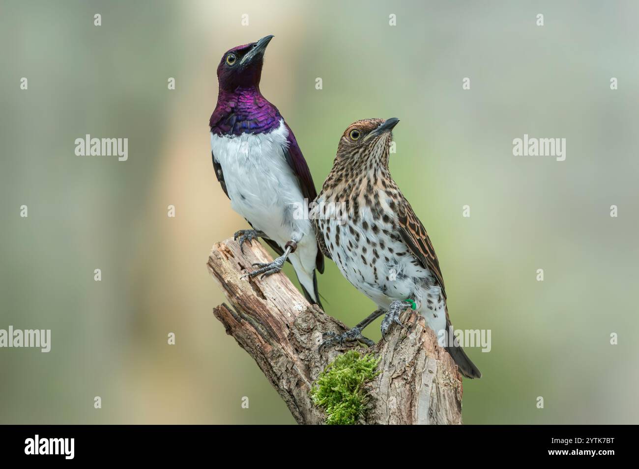 Leucogaster Starling Cinnyricinclus supportato da Violet Foto Stock