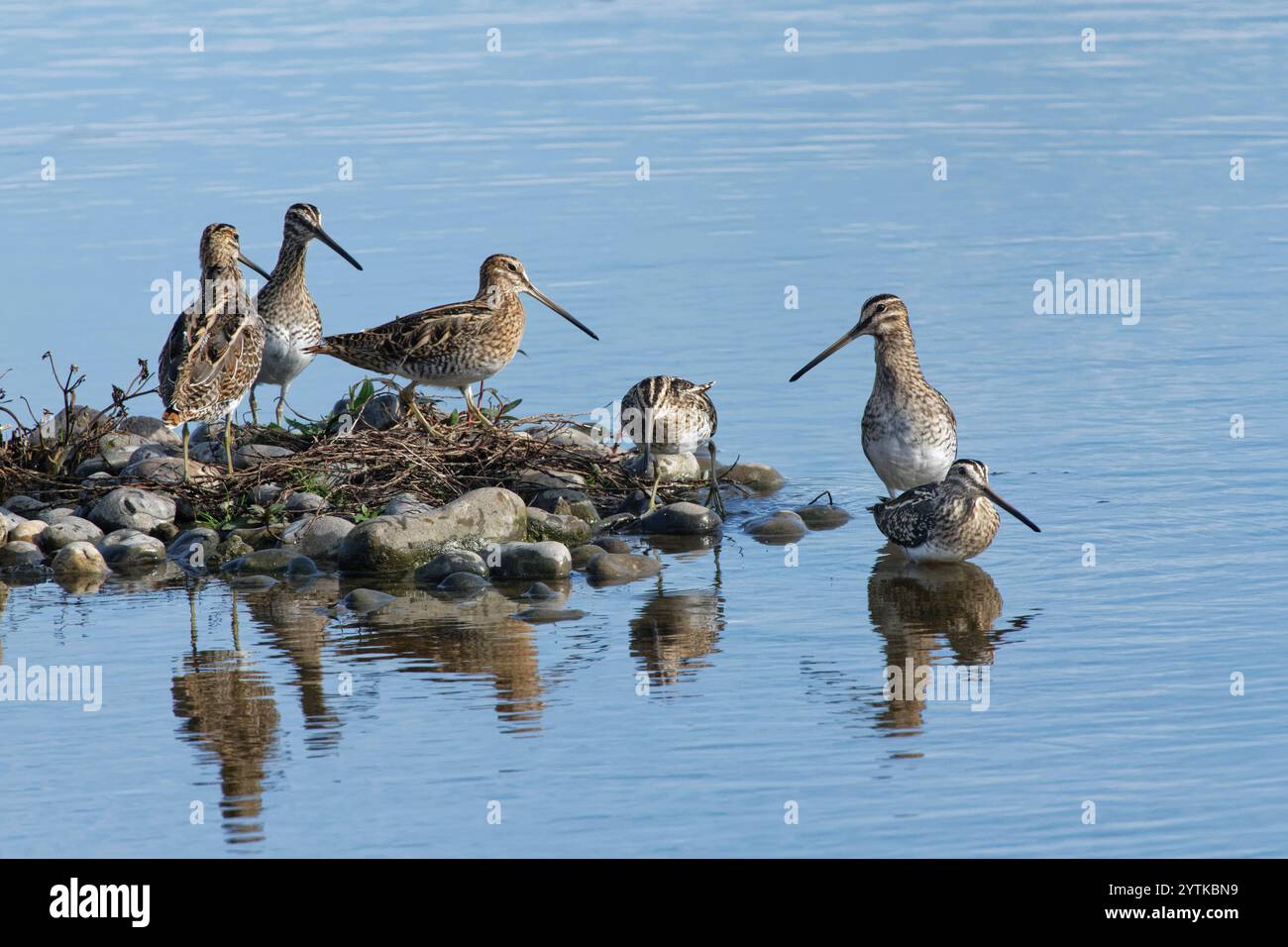 Gruppo di cecchini comuni (Gallinago gallinago) che riposa su una piccola isola in un lago di acqua dolce poco profondo, Gloucestershire, Regno Unito, ottobre. Foto Stock