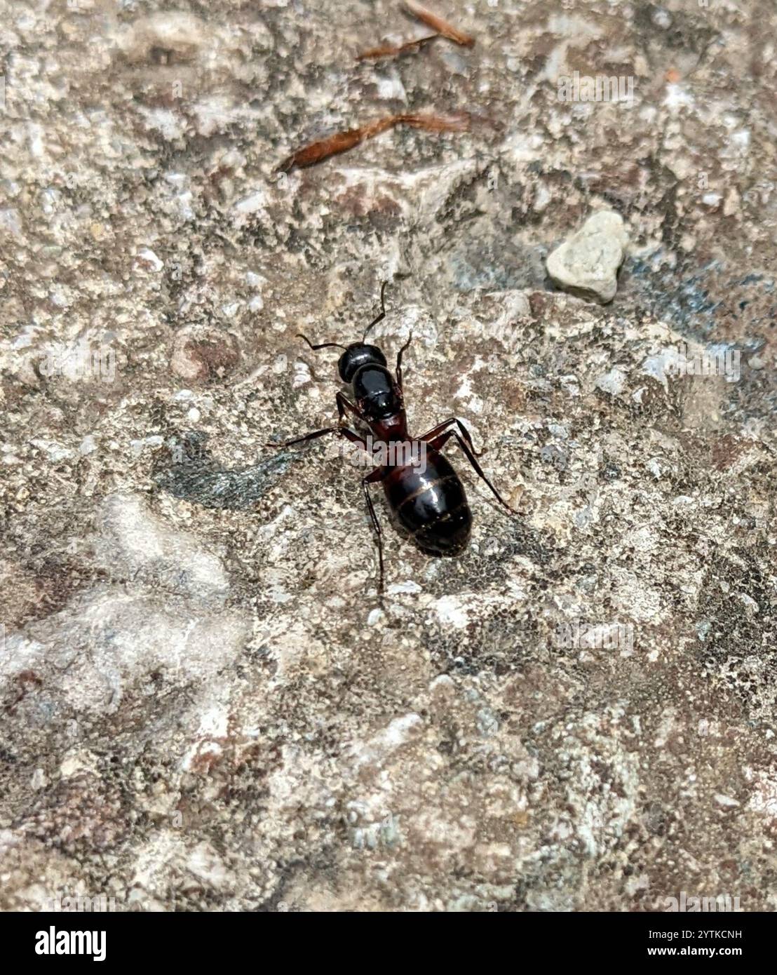 Formica da falegname marrone-nero (Camponotus ligniperda) Foto Stock