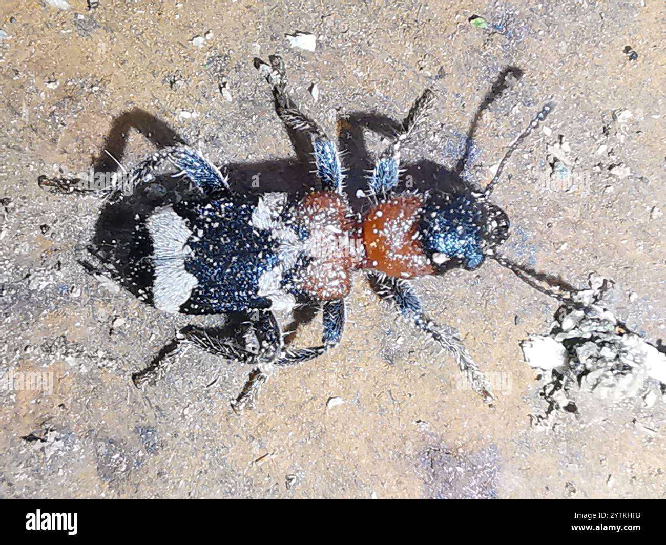 Cleride europeo panciuto rosso (Thanasimus formicarius) Foto Stock