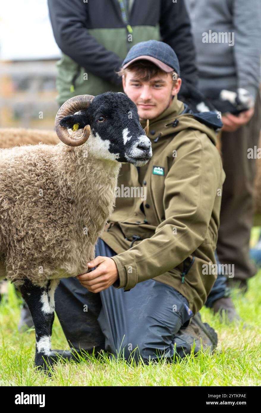 Le pecore Dalesbred vengono mostrate al Kilnsey Show del 2024 sotto l'ombra di Kilnsey Crag, nel cuore delle valli dello Yorkshire. North Yorkshire, Regno Unito. Foto Stock