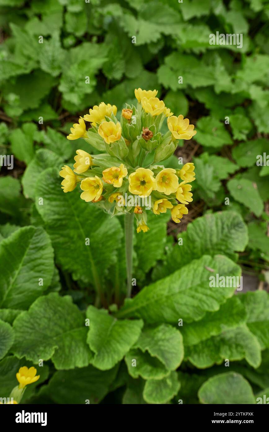 Primula veris in fiore Foto Stock