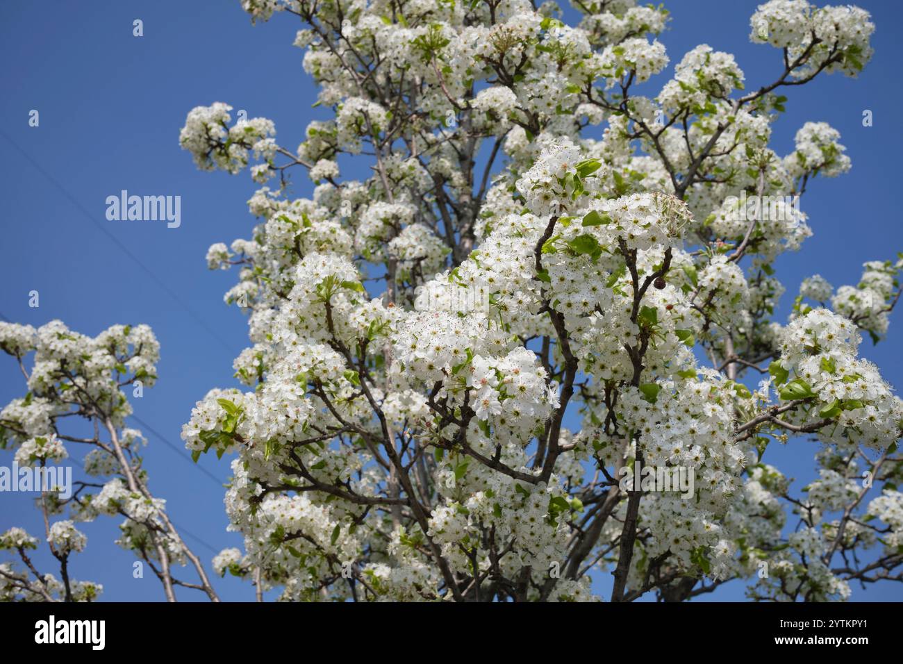 Albero Pyrus calleryana in fiore Foto Stock