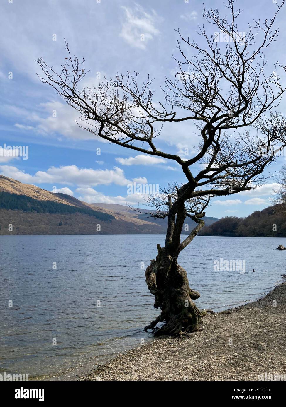 Un albero solitario su una spiaggia a Firkin Point all'inizio della primavera, Loch Lomond, Scozia - Immagine stock catturata con smartphone