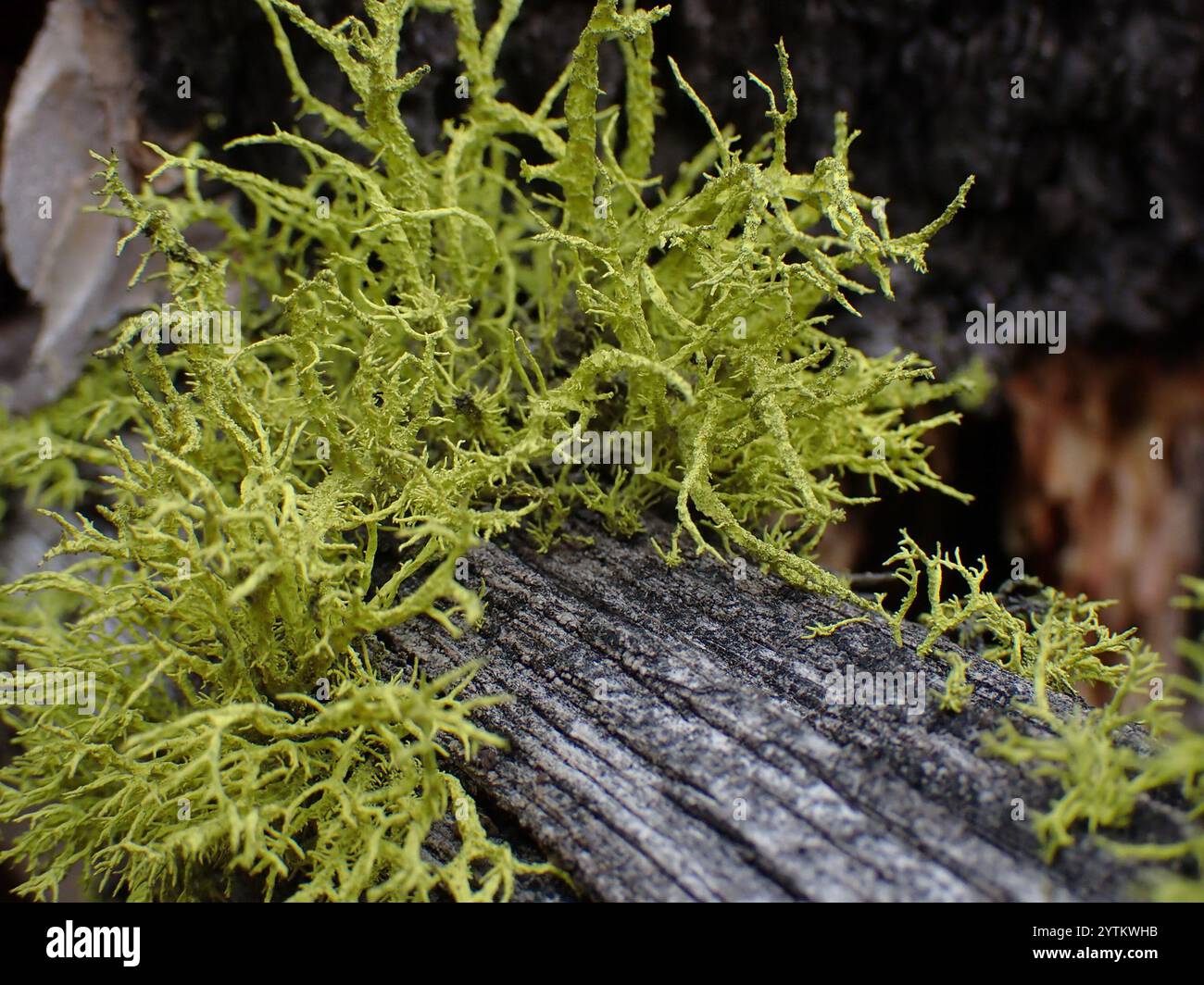 Lichene di lupo (Letharia vulpina) Foto Stock
