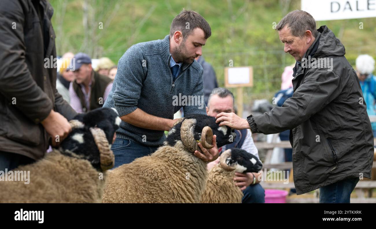 Le pecore Dalesbred vengono mostrate al Kilnsey Show del 2024 sotto l'ombra di Kilnsey Crag, nel cuore delle valli dello Yorkshire. North Yorkshire, Regno Unito. Foto Stock