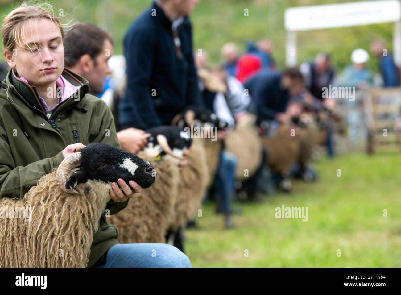 Le pecore Dalesbred vengono mostrate al Kilnsey Show del 2024 sotto l'ombra di Kilnsey Crag, nel cuore delle valli dello Yorkshire. North Yorkshire, Regno Unito. Foto Stock
