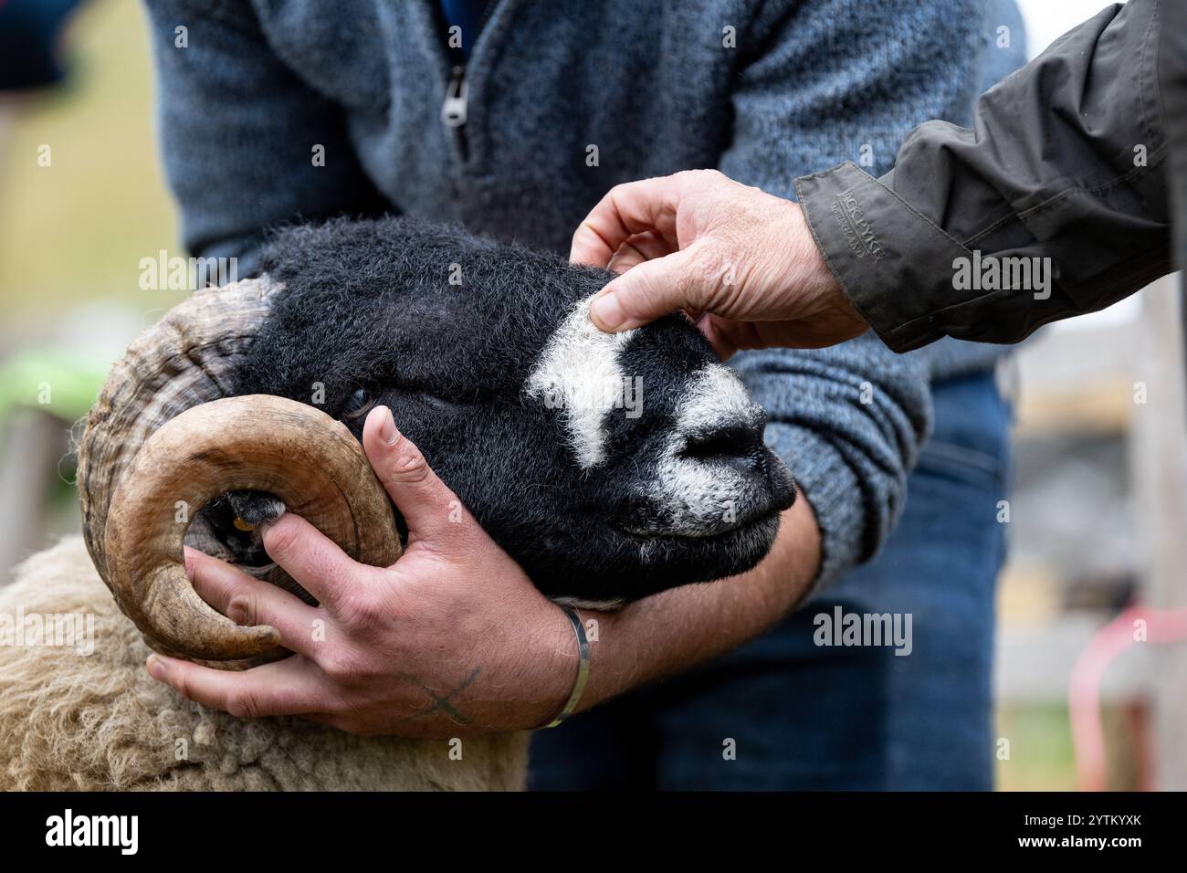 Le pecore Dalesbred vengono mostrate al Kilnsey Show del 2024 sotto l'ombra di Kilnsey Crag, nel cuore delle valli dello Yorkshire. North Yorkshire, Regno Unito. Foto Stock