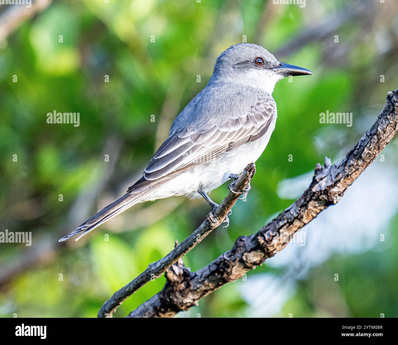 Kingbird grigio o kingbird grigio - Tyrannus dominicensis - aka pitirre petchary o kingbird dal petto bianco uccelli caraibici - Repubblica Dominicana Foto Stock