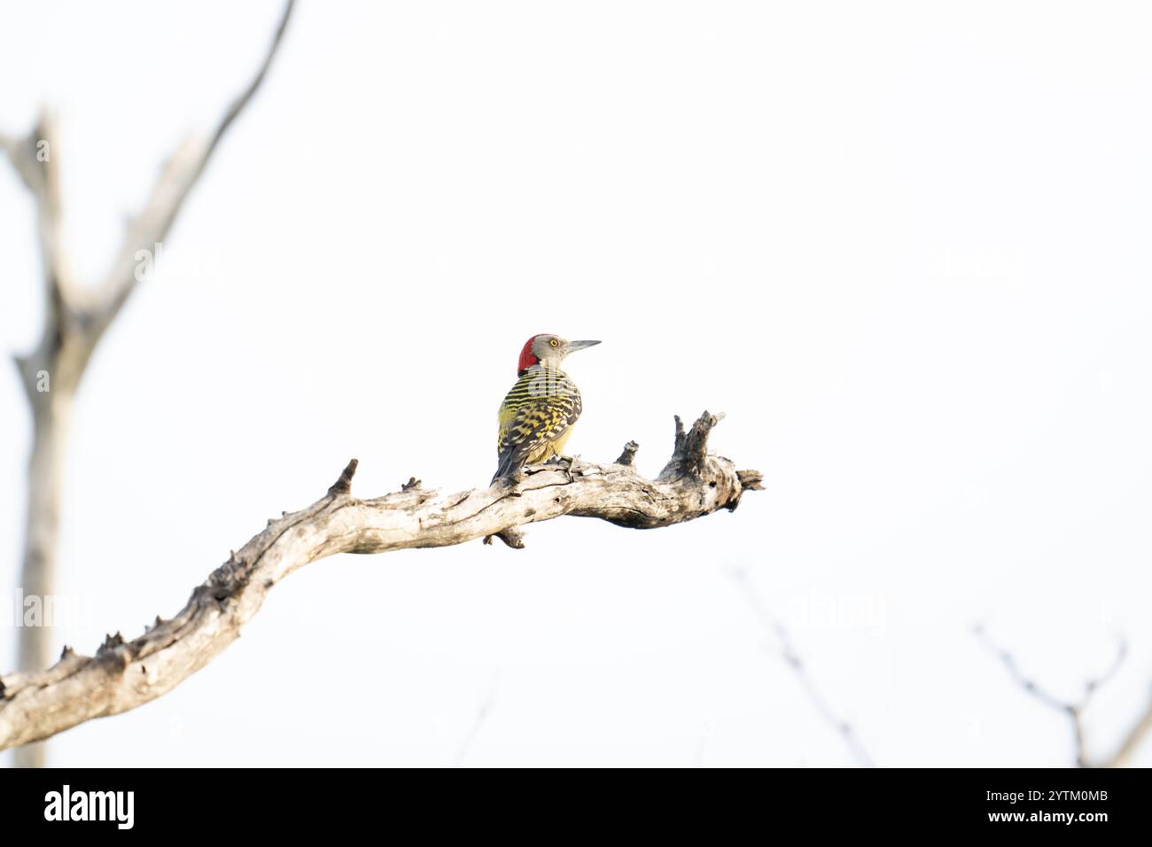 Picchio Hispaniolano - Melanerpes striatus - uccelli caraibici - uccello Puna Cana della Repubblica Dominicana Foto Stock