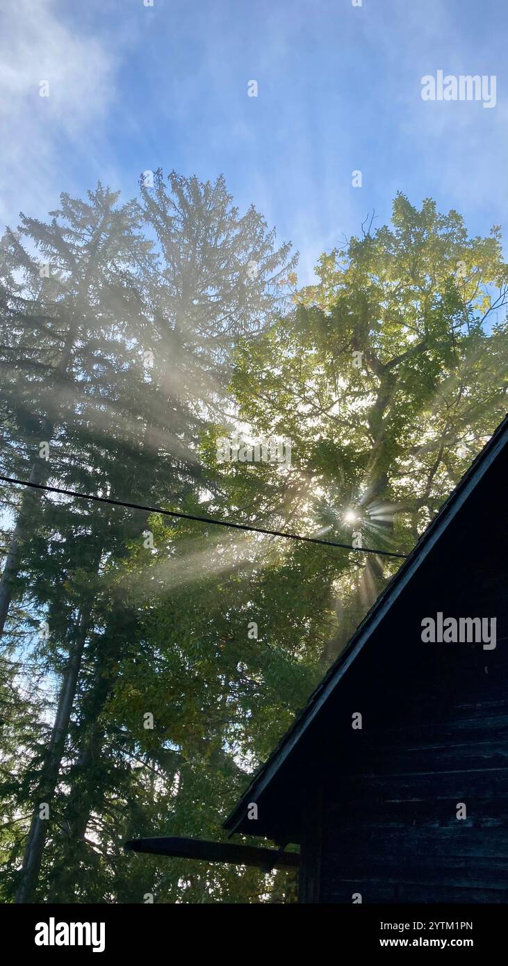 Il sole mattutino splende tra gli alberi e la nebbia mattutina che forma i raggi in autunno Foto Stock
