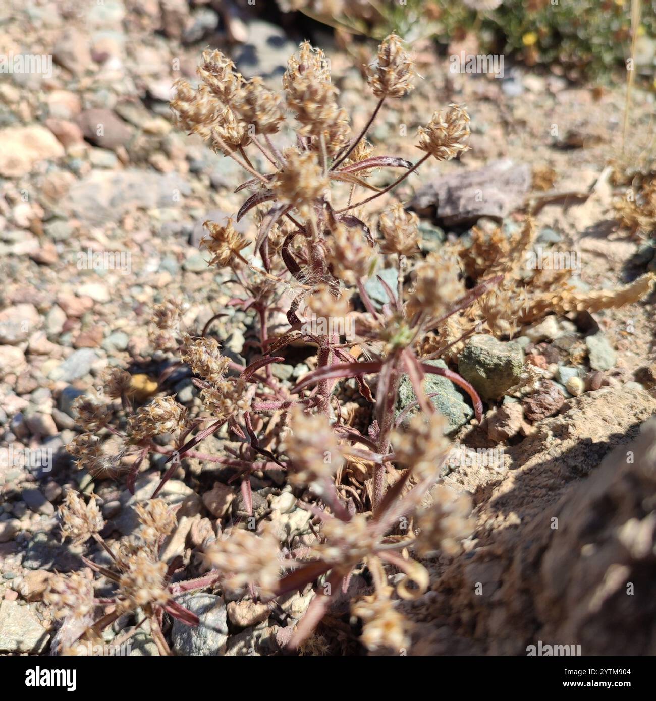 Piano ghiandolare (Plantago afra) Foto Stock
