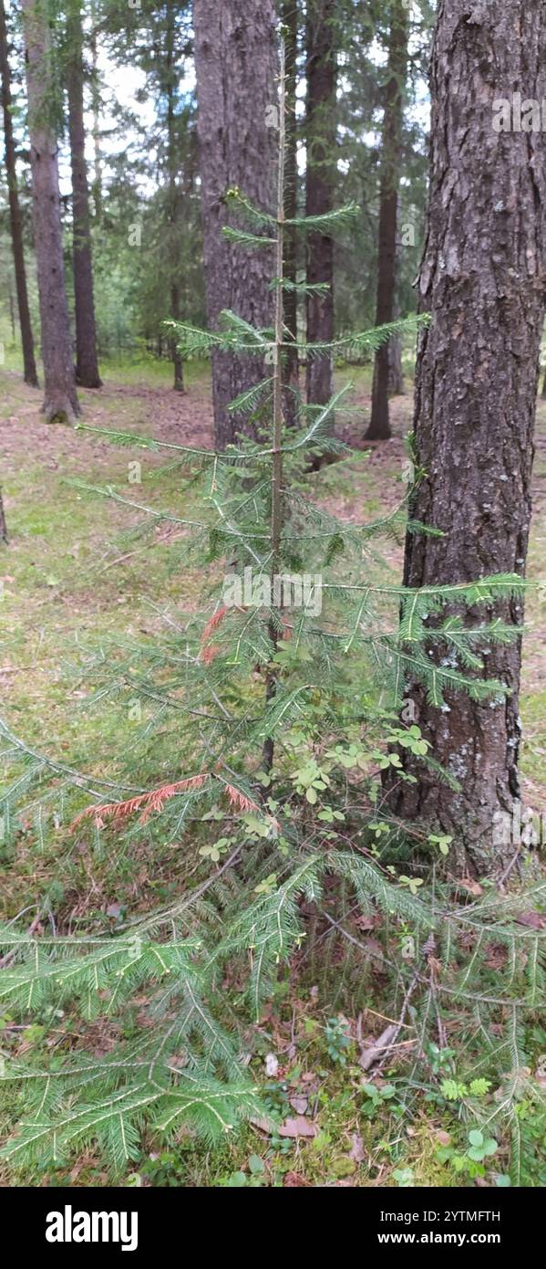 Abete siberiano (Abies sibirica) Foto Stock
