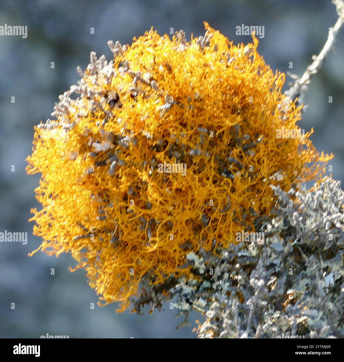 Golden Hair-lichen (Teloschistes flavicans) Foto Stock