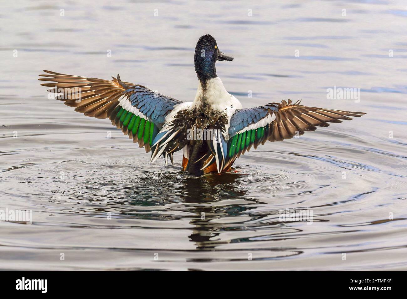 Un'anatra del Northern Shoveler che sbatte le ali, mostrando le sue piume colorate a distanza ravvicinata. Foto Stock