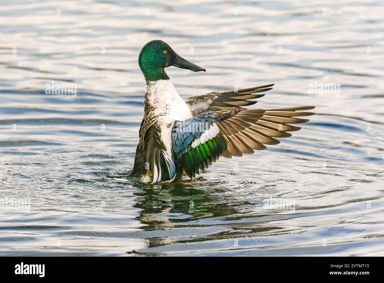 Un primo piano di un'anatra drake del Northern Shoveler a profilo laterale che sbatte le sue ali colorate a distanza ravvicinata. Foto Stock