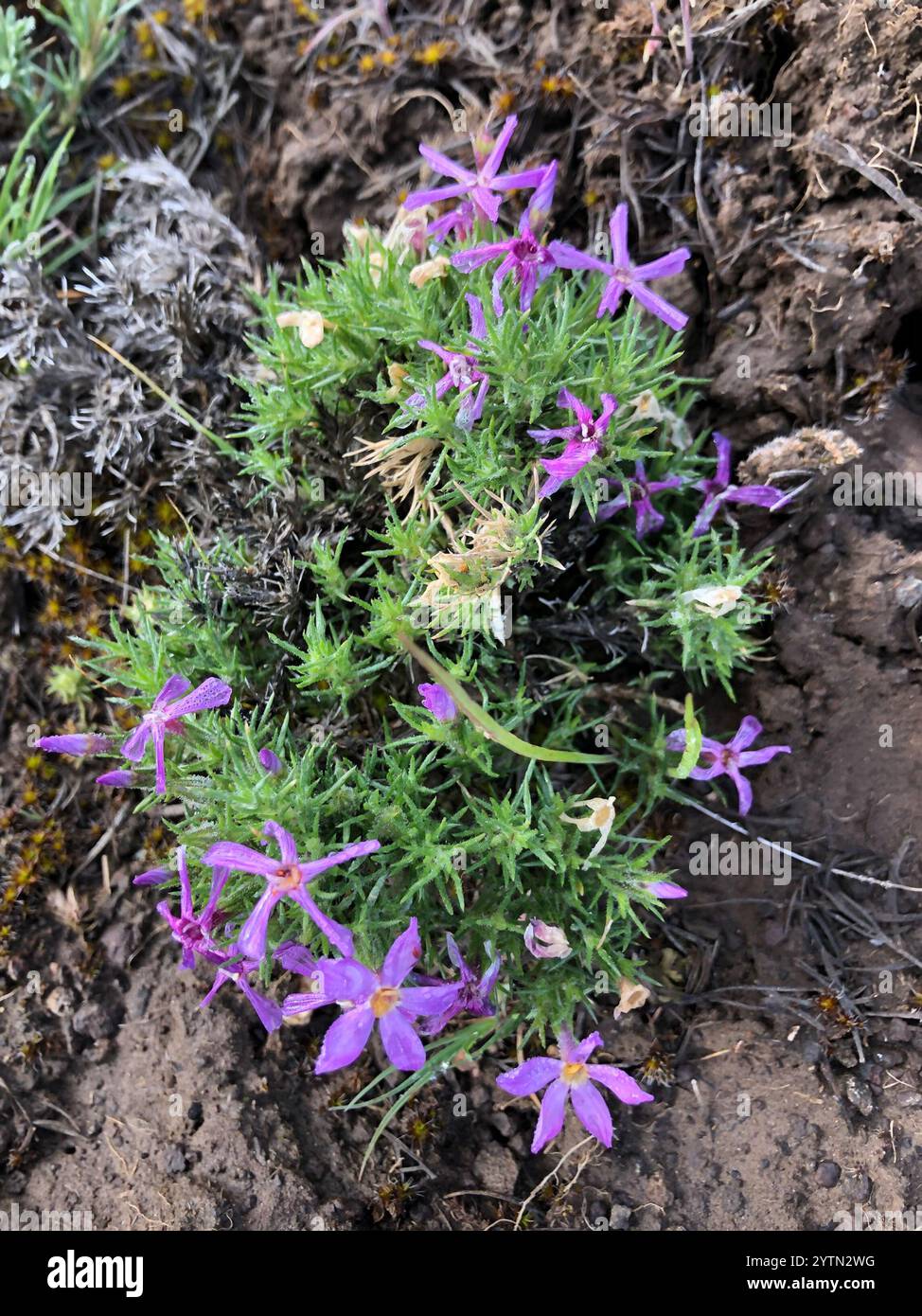 Phlox tufted (Phlox douglasii) Foto Stock