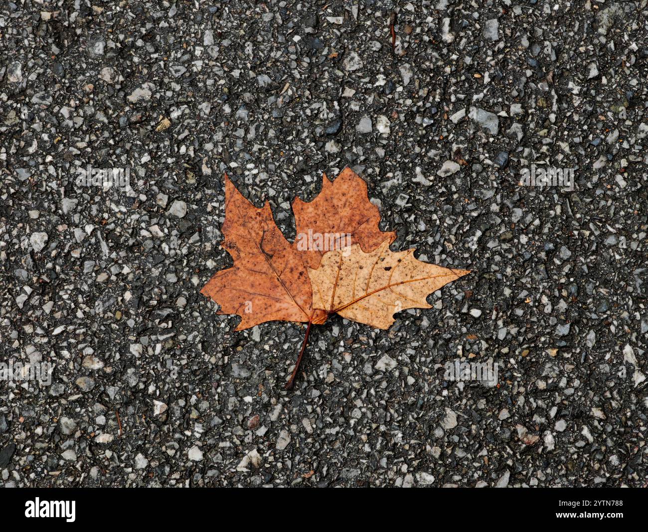 Incollato dalla natura: Autunno urbano in un giorno di pioggia Foto Stock