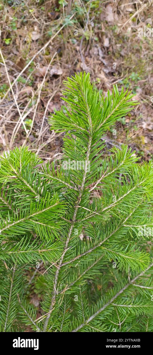Abete siberiano (Abies sibirica) Foto Stock