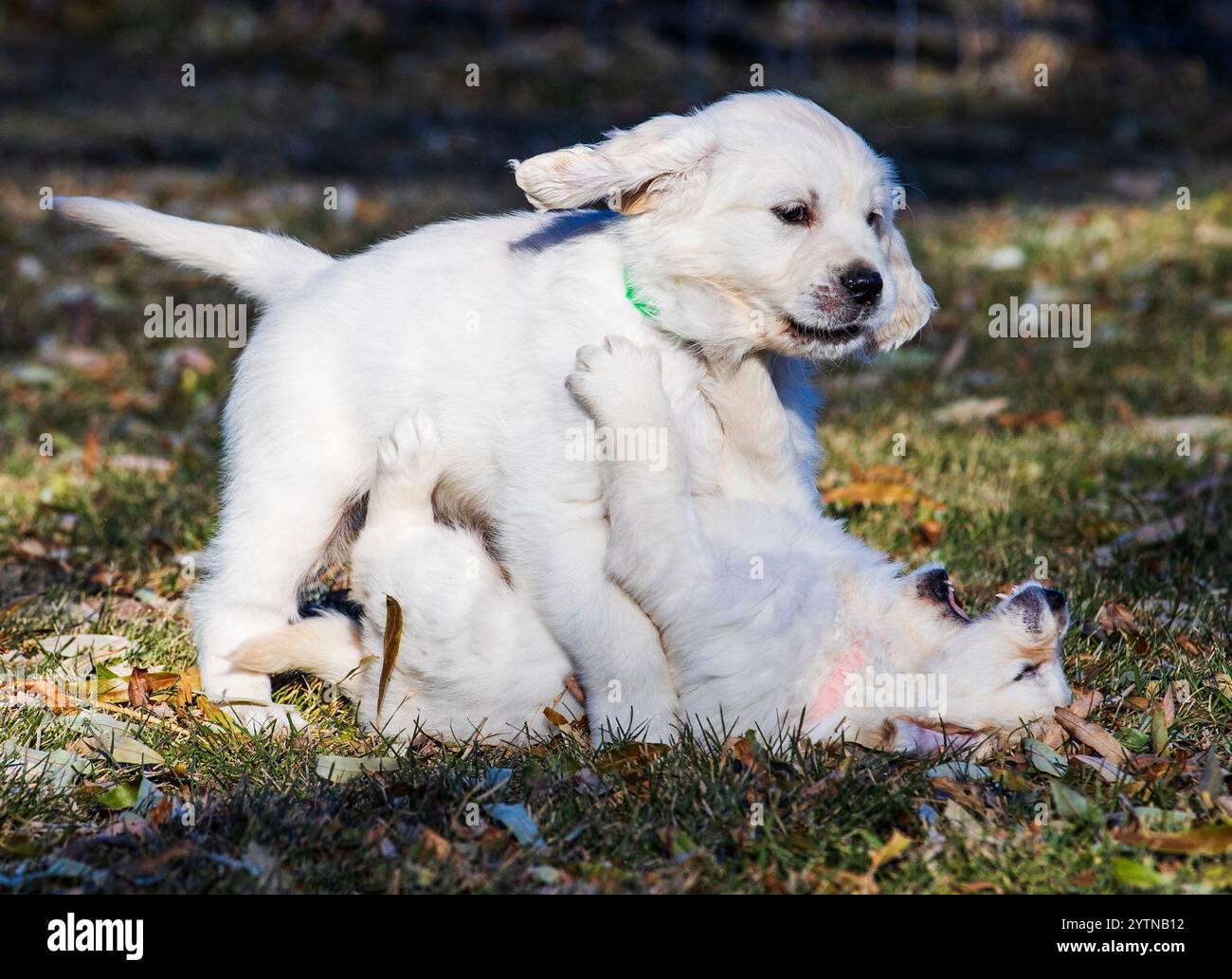 I cuccioli Golden Retriever di sette settimane, di colore platino, o crema, giocano sull'erba. Foto Stock