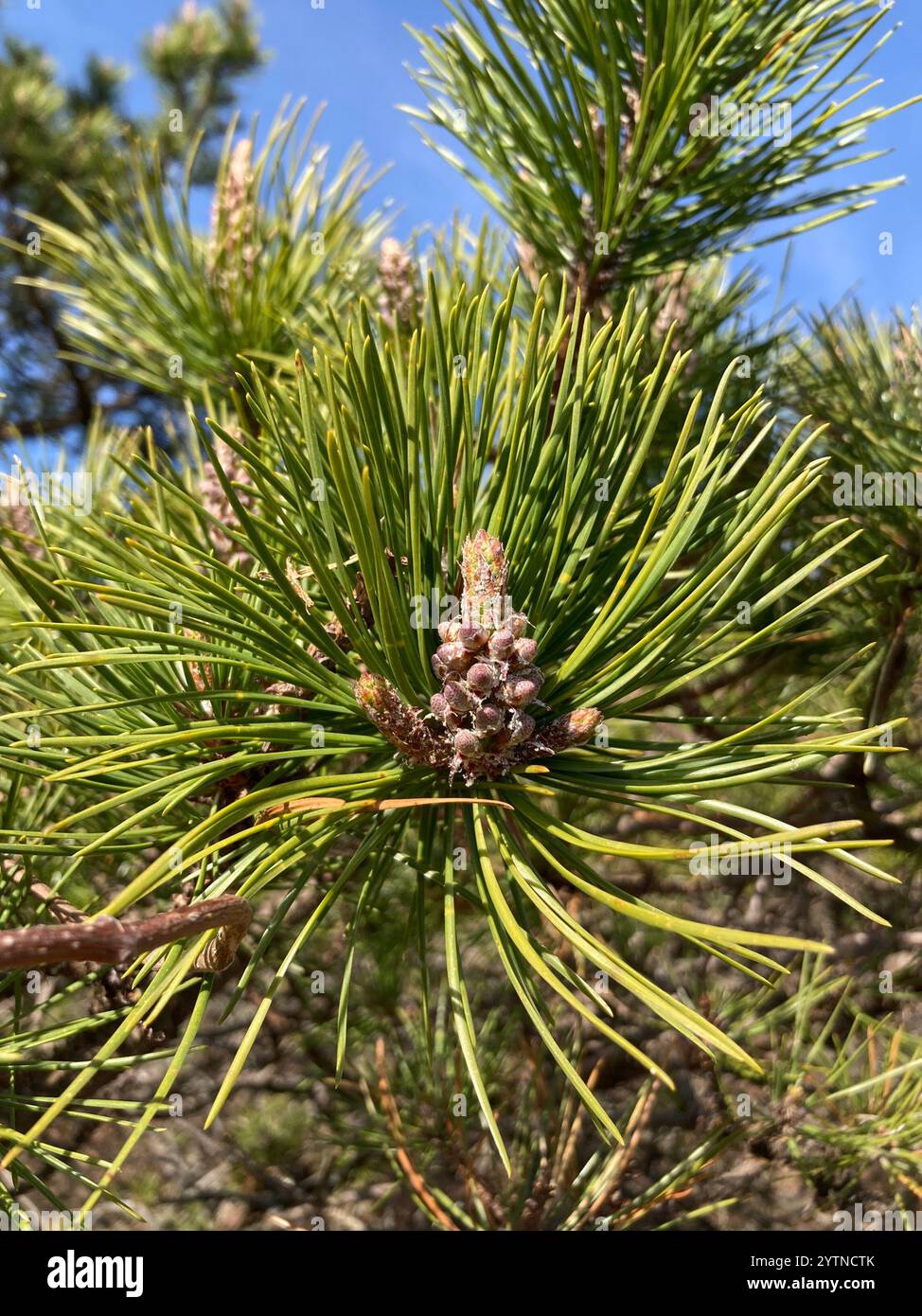 Pino (Pinus rigida) Foto Stock
