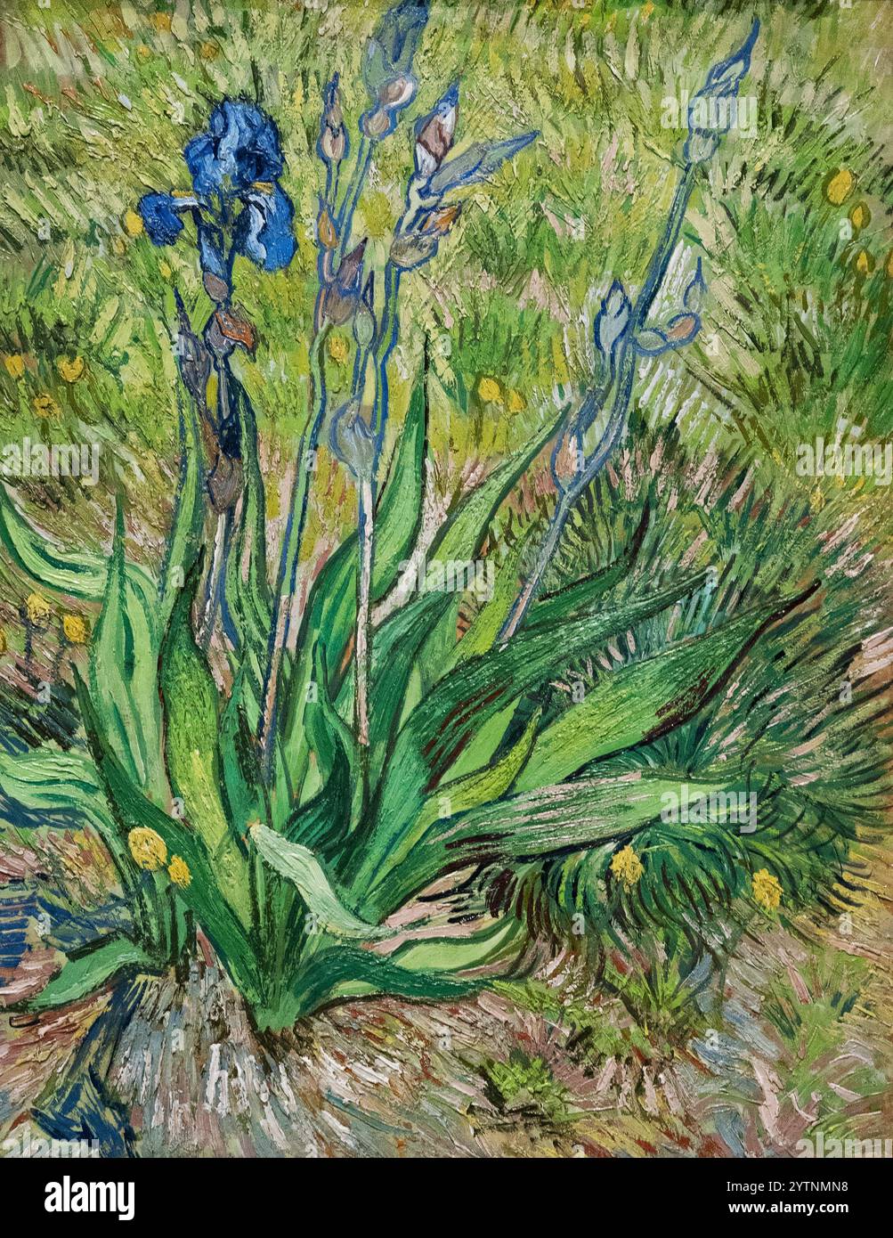 Van Gogh Iris, 1890, pittura Vincent Van Gogh, fiori d'Iris; pittura post impressionista francese Foto Stock