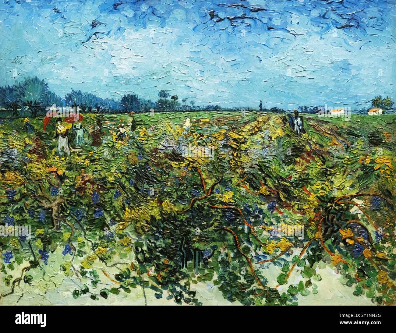 Van Gogh The Green Vineyard, - 1888, Vincent Van Gogh dipinge il paesaggio; dipinti post impressionisti del XIX secolo Foto Stock