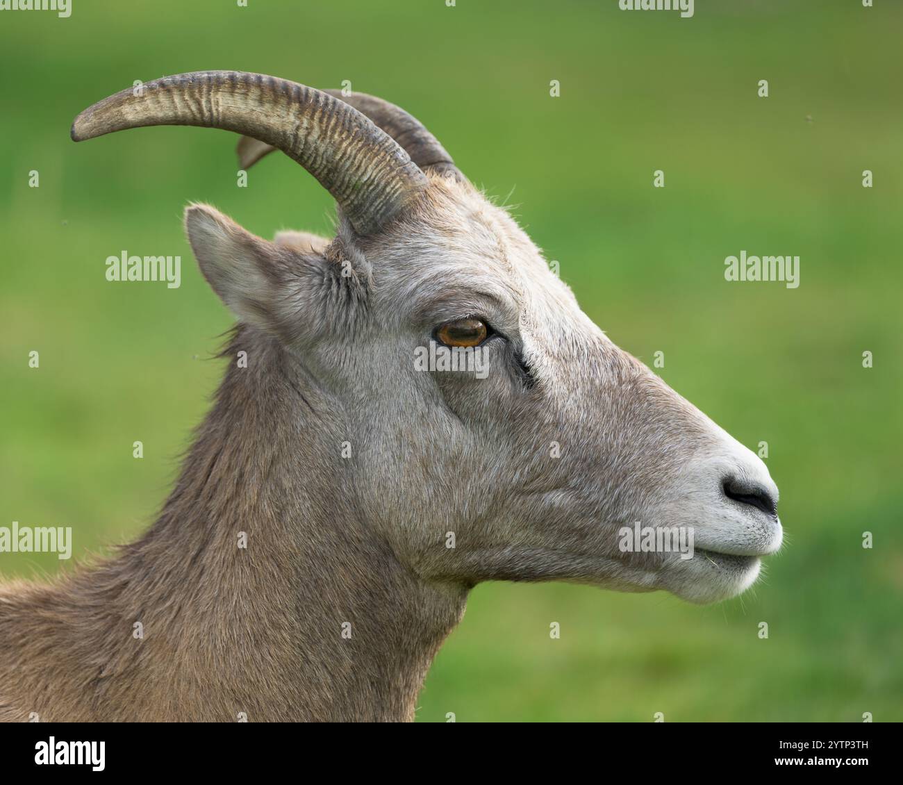 Foto di primo piano del profilo di pecore delle Montagne Rocciose con foto alla testa Foto Stock