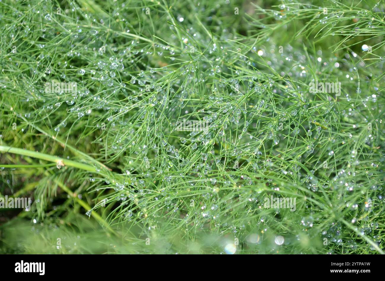 Gocce di pioggia fresche che brillano alla luce del sole sui rami di asparagi simili ad aghi. Può essere utilizzato come sfondo verde vegetale. Foto Stock