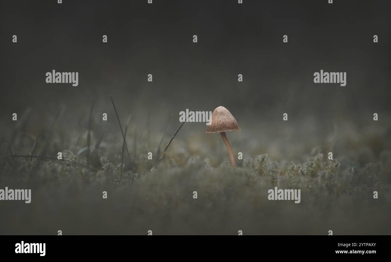 Macrofotografia di un singolo minuscolo fungo nel muschio, angolo basso, atmosfera scura, verde pastello, minimalismo, copia spazio, 16:9 Foto Stock