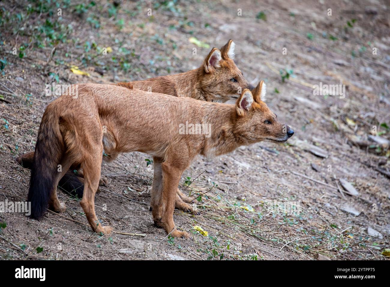 Il dhole indiano (cuon alpinus) è un canide altamente sociale e intelligente che si trova nel sud e sud-est asiatico. È più piccolo di un lupo Foto Stock