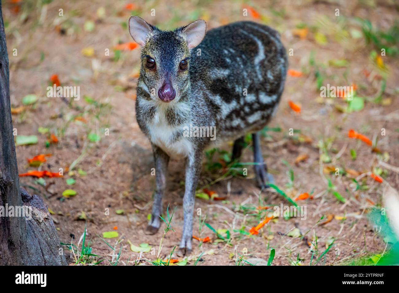 La chevrotain maculata indiana (Moschiola indica) è una specie di ungulato dai piedi pari della famiglia dei Tragulidae. È originaria dell'India e forse del Nepal Foto Stock