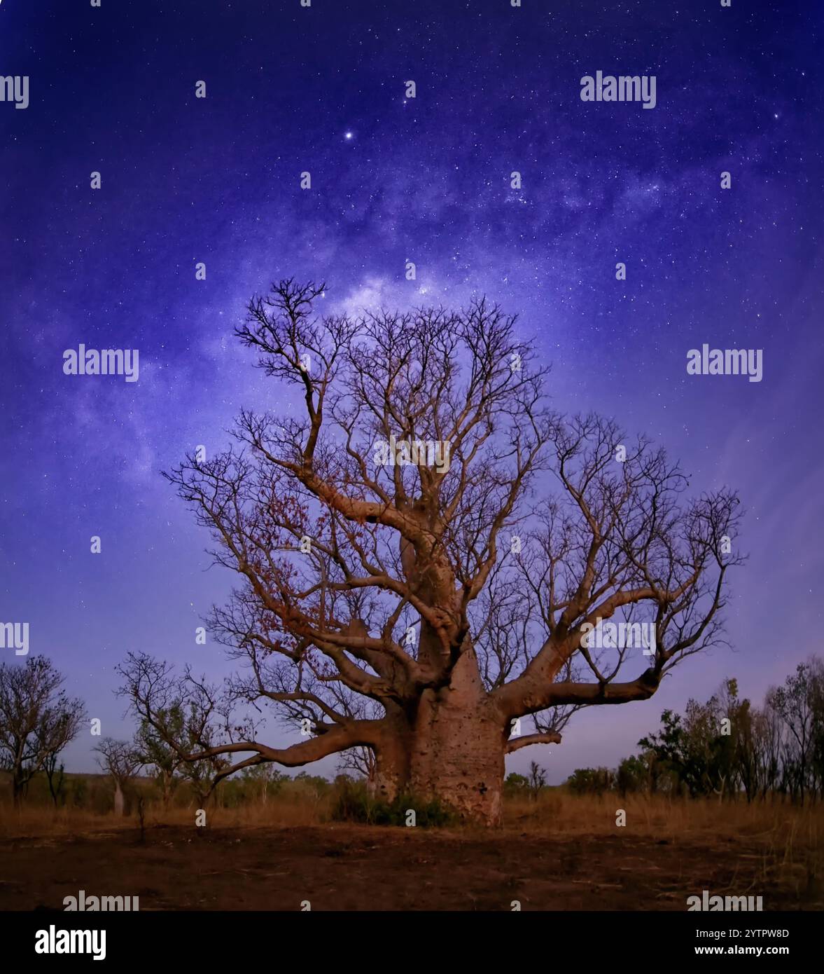 La via Lattea che si snoda attraverso l'albero "King Boab" nel Kimberley, Australia Occidentale Foto Stock