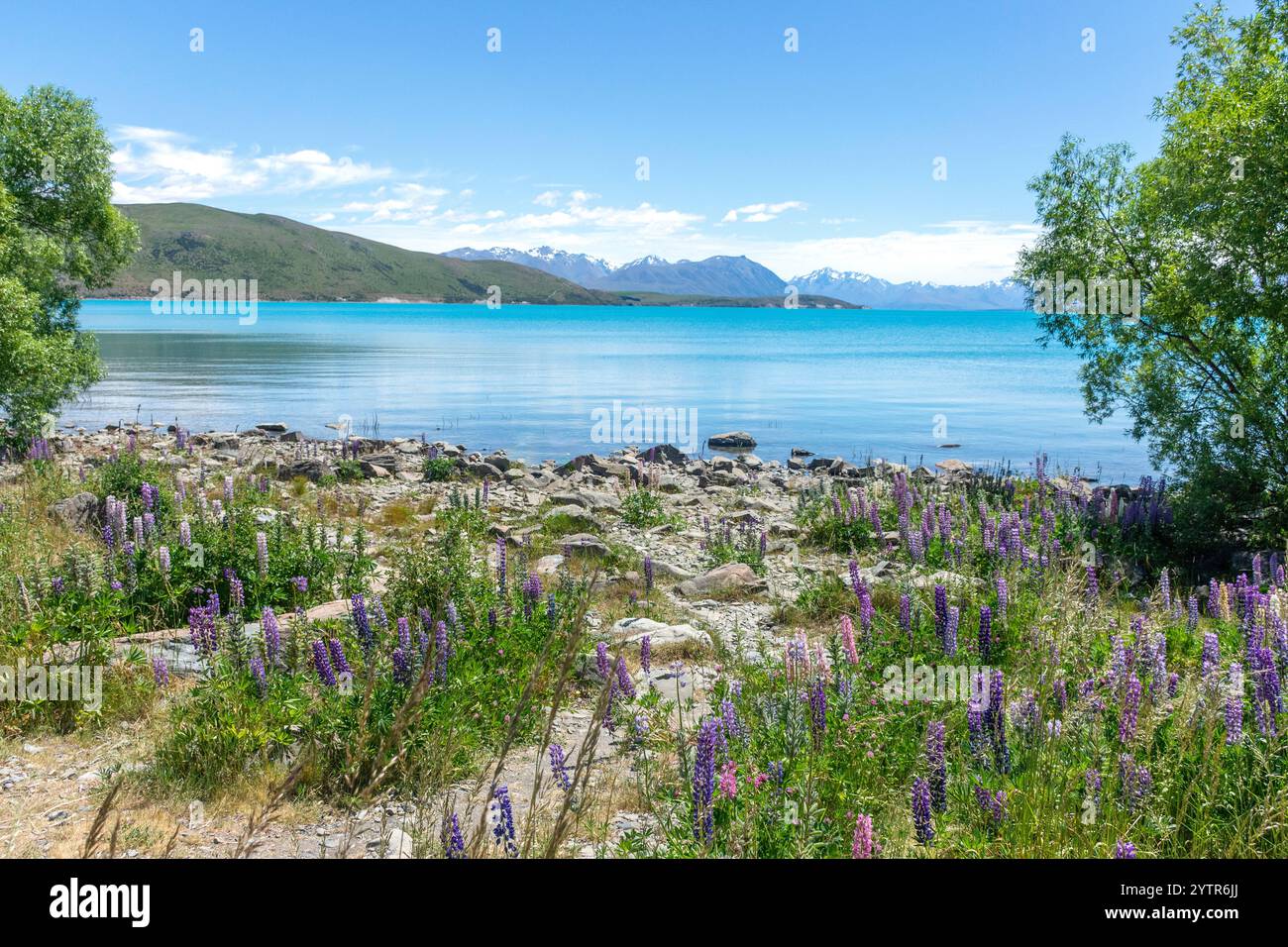 Vista del lago Tekapo e delle Alpi meridionali con fiori di Lupin in fiore, Tekapo (Takapō), Canterbury, Isola del Sud, nuova Zelanda Foto Stock