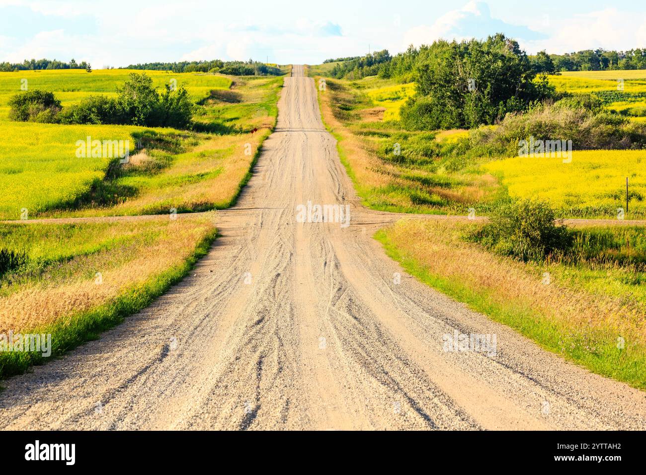 Una strada sterrata con un campo giallo sullo sfondo. La strada è vuota e non ci sono auto su di essa Foto Stock