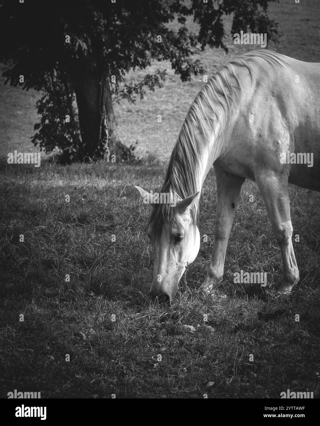 Un bel cavallo bianco che pascolava in un campo. Foto Stock