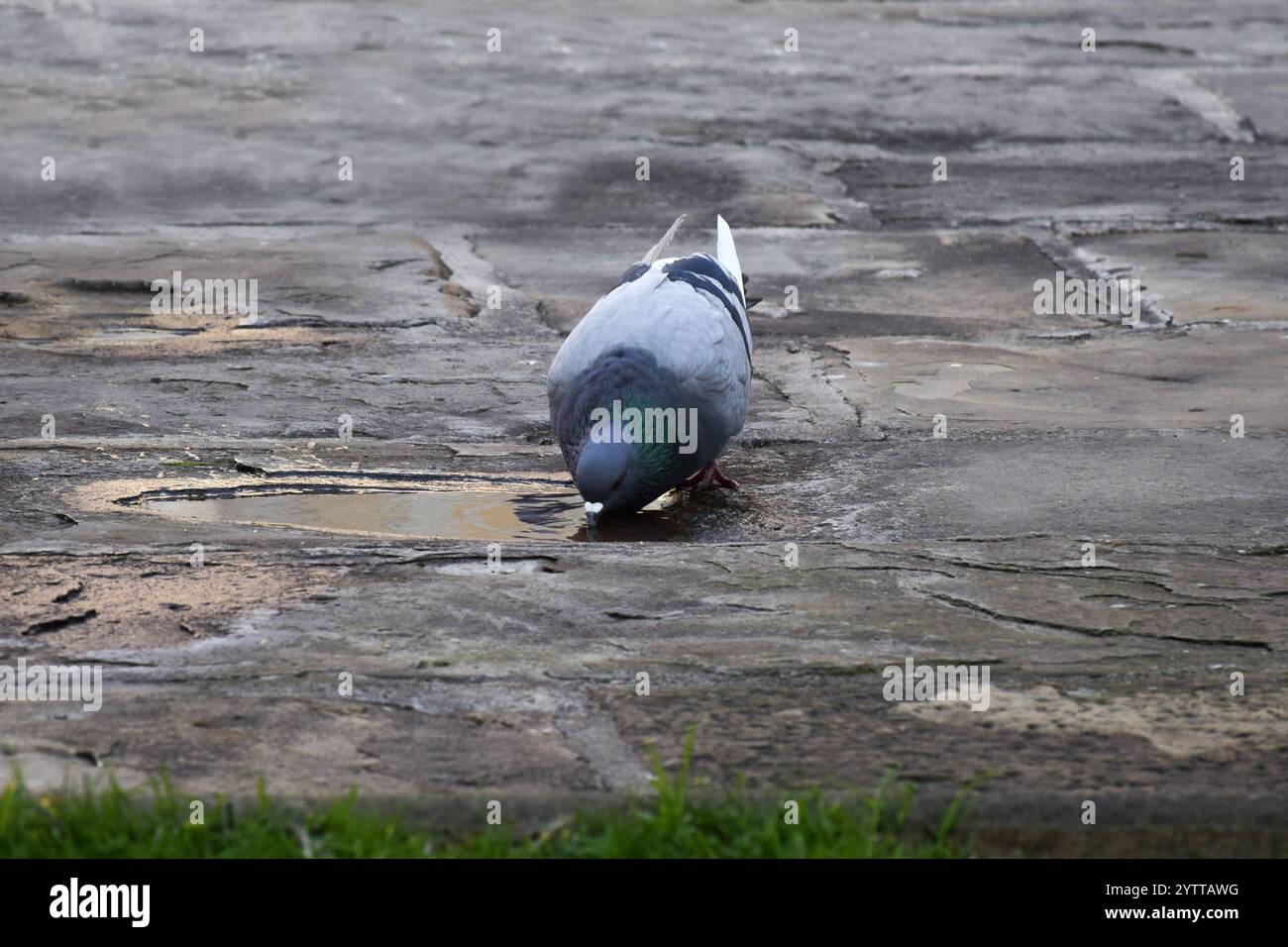 Un piccione che beve l'acqua di una pozza su una superficie pavimentata. Foto Stock