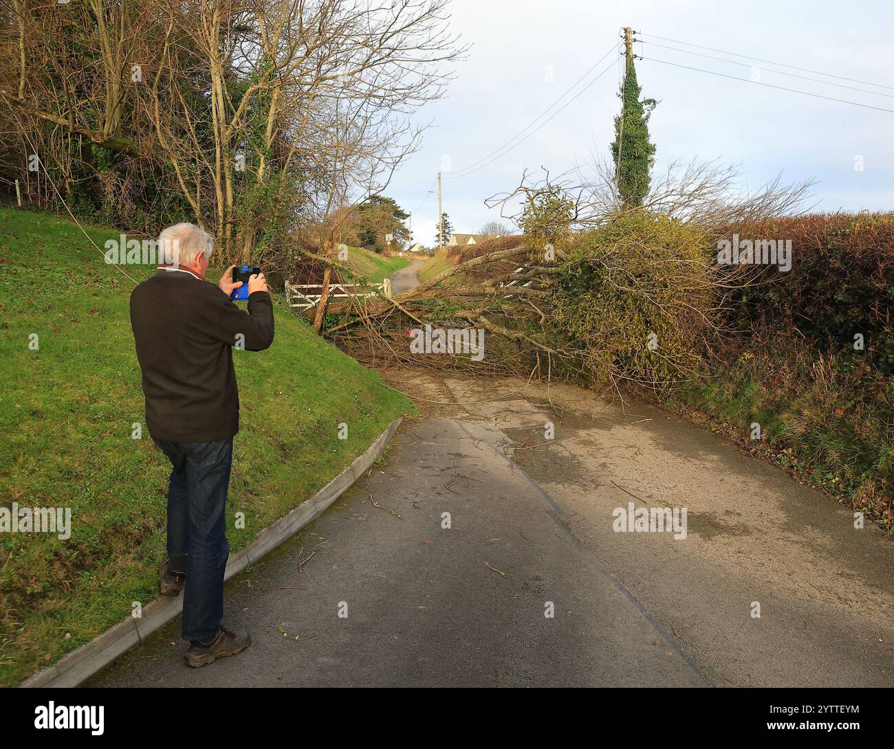 Stroud, Regno Unito, 8 dicembre 2024. Meteo nel Regno Unito. Alberi giù a Selsley Hill tagliando potenza a 28 case mentre un'altra notte di Storm Darragh infuriava su Stroud, Gloucestershire. Credito: Gary Learmonth / Alamy Live News Foto Stock