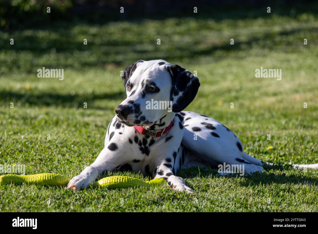 Cane dalmata all'aperto in estate Foto Stock