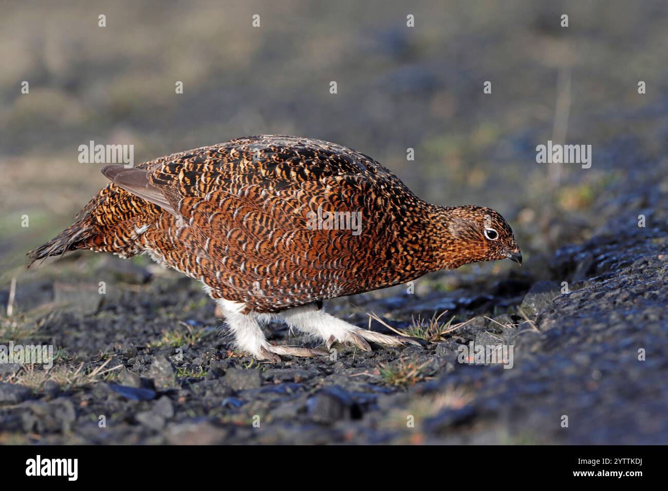 RED GROUSE (Lagopus lagopus scoticus) alla ricerca di graniglia sul lato della strada, Scozia, Regno Unito. Foto Stock