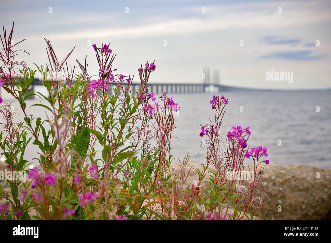 Immagine sfocata del ponte Oresund. Foto Stock
