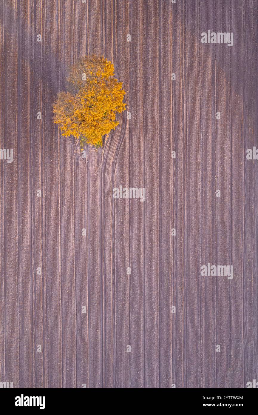 quercia solitaria con foglie dorate in autunno in un campo agricolo arato, vista dal drone Foto Stock