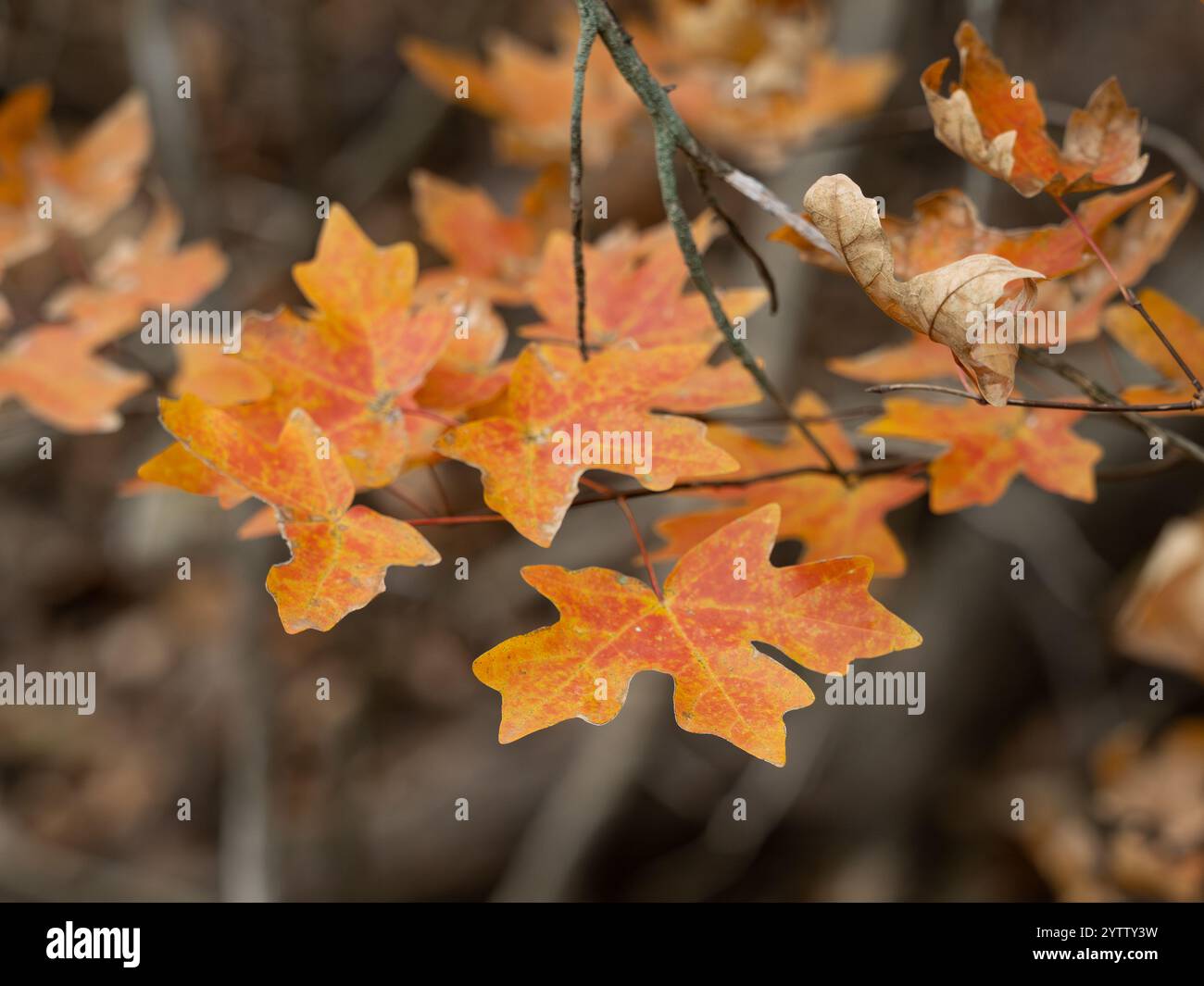 Primo piano di bellissime foglie d'acero bigtooth di colore arancio fiammeggiante in autunno. Fotografato nella Lost Maples Natural area vicino a Vanderpool, Texas. Foto Stock