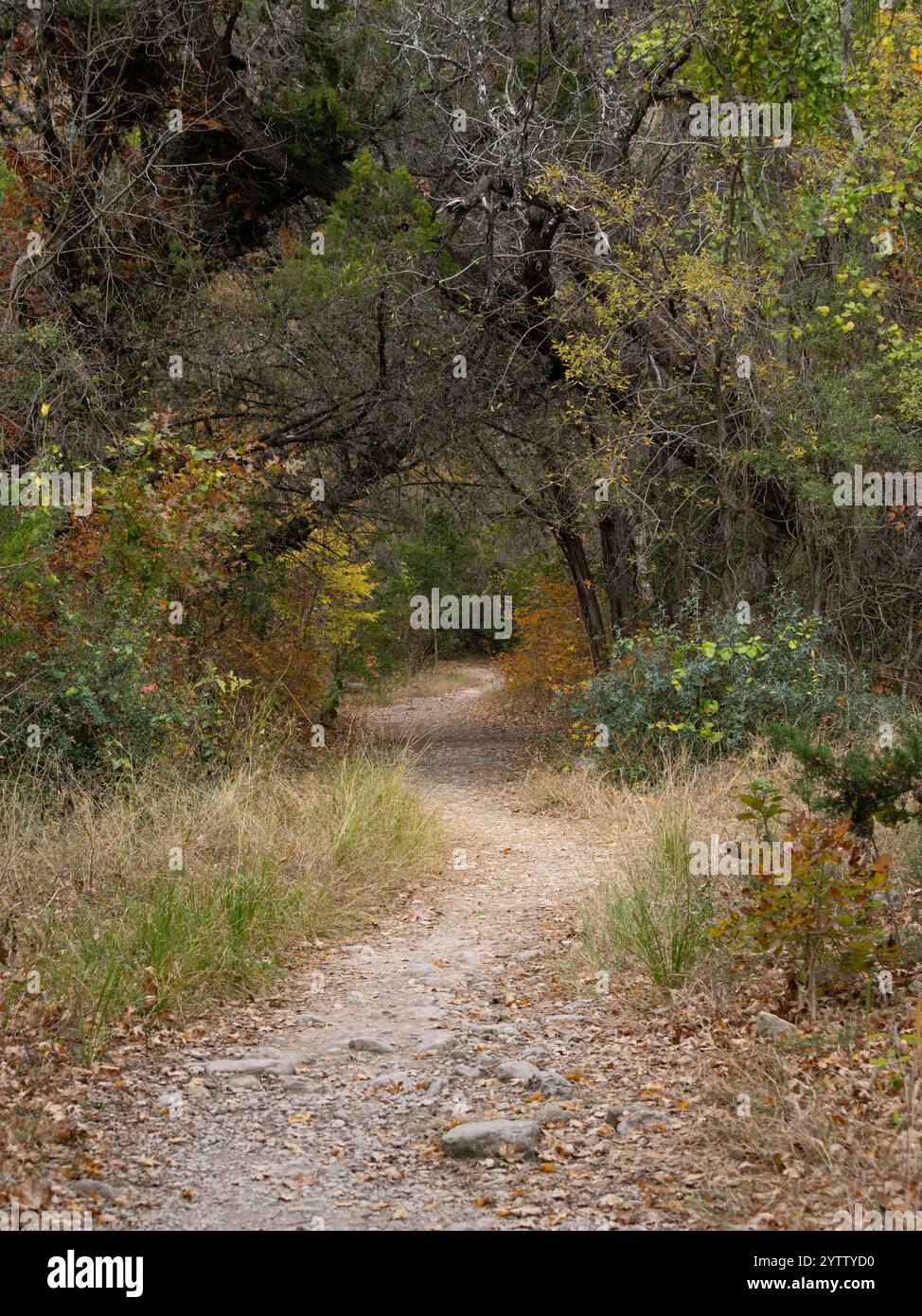 Sentiero non asfaltato che passa attraverso una foresta con aceri Uvalde in autunno. Fotografato nella Lost Maples Natural area in Texas. Foto Stock