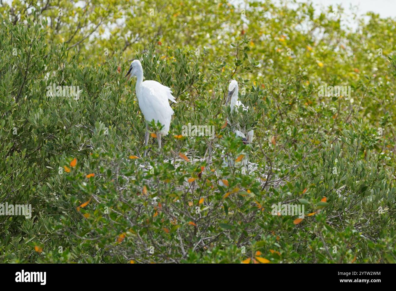 Grande Erone bianco (Ardea herodias occidentalis) Foto Stock